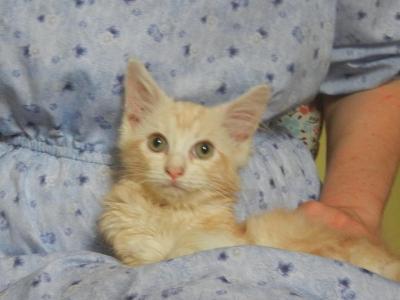 Ragcoon Baby - Ragdoll - Gallery Photo #1