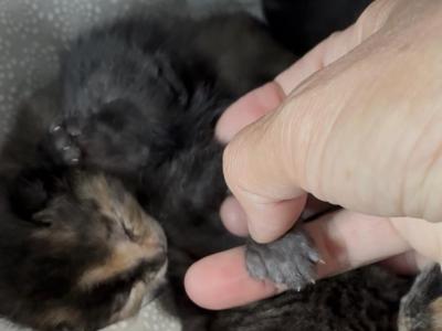 Poly Gypsum Of Dasha - Polydactyl - Gallery Photo #1