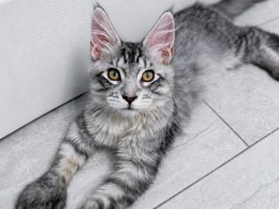 Milo Polydactyl Sweet Boy - Maine Coon - Gallery Photo #1