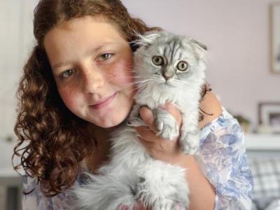 Blue Spotted Scottish Fold Longhair Female - Scottish Fold - Gallery Photo #1