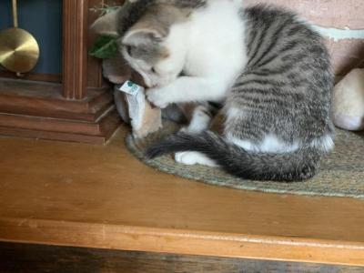 Hand Raised Male Kitten - Ragdoll - Gallery Photo #1