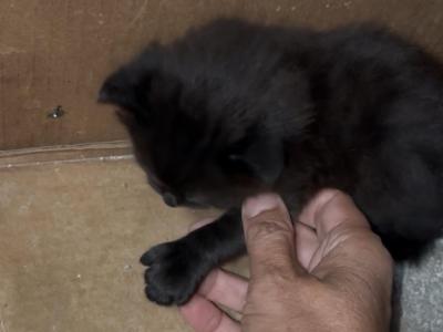 Poly Onxy Of Opal - Polydactyl - Gallery Photo #1