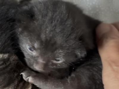 Poly Obsidian Of Topaz - Polydactyl - Gallery Photo #1