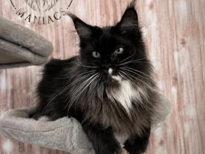 Gabby - Maine Coon - Gallery Photo #1