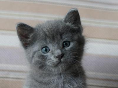 Russian Blue Kittens - Russian Blue - Gallery Photo #1