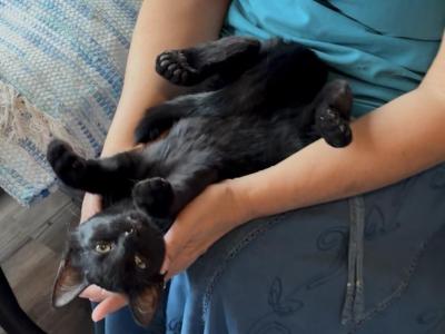 Poly Lavender - Polydactyl - Gallery Photo #1
