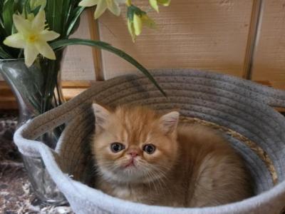 Red Tabby Male Kitty - Exotic - Gallery Photo #1