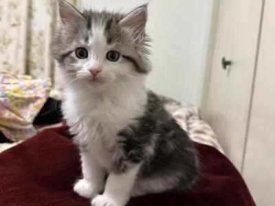 Orion - Maine Coon - Gallery Photo #1