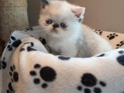 Himalayan Kitty - Himalayan - Gallery Photo #1
