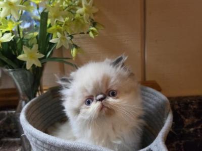 Chocolate Himalayan Kitten - Himalayan - Gallery Photo #1
