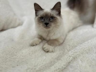 Sweet Ragdoll Girl For Adoption - Ragdoll - Gallery Photo #1