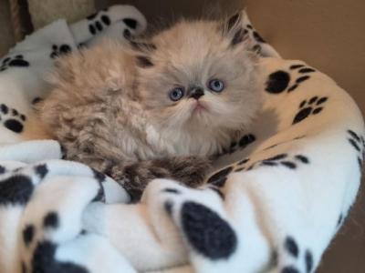 Gorgeous Kitty - Himalayan - Gallery Photo #1