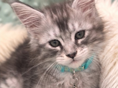 Mint - Maine Coon - Gallery Photo #1