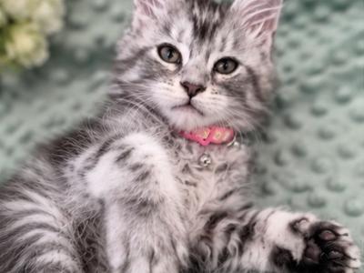Pink - Maine Coon - Gallery Photo #1
