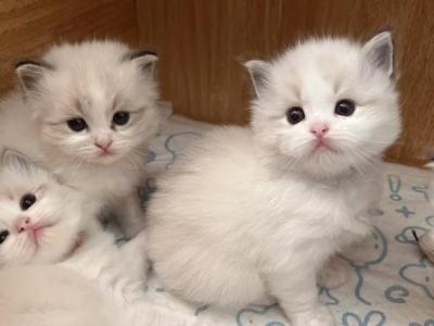 Baby Ragdoll - Ragdoll - Gallery Photo #1