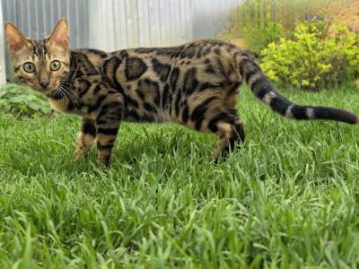 Beautiful Brown Marbled Bengal Kitten - Bengal - Gallery Photo #1