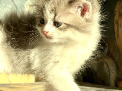 CottonCandy Dollface Persian - Persian - Gallery Photo #1