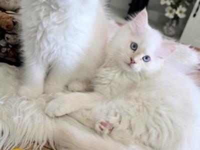 Annies Boys - Ragdoll - Gallery Photo #1