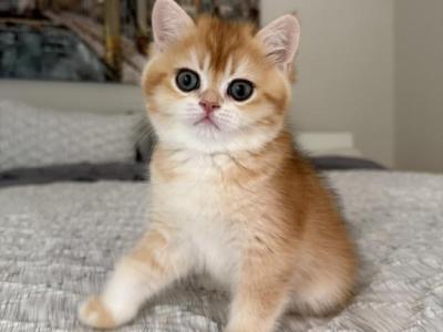 Pumpkin - British Shorthair - Gallery Photo #1