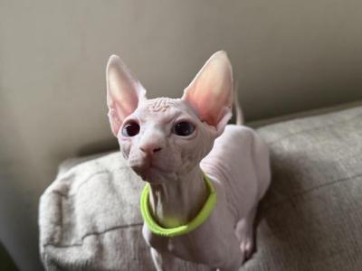 Donald - Sphynx - Gallery Photo #1