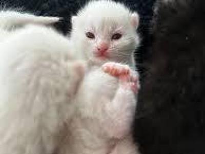 Casper - Domestic - Gallery Photo #1