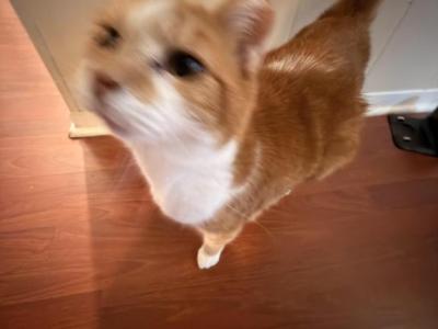 Pumpkin - Domestic - Gallery Photo #1