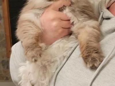 Chocolate Male - Persian - Gallery Photo #1