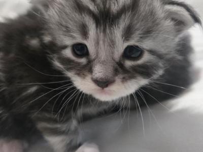 Madison And Royal - Maine Coon - Gallery Photo #1