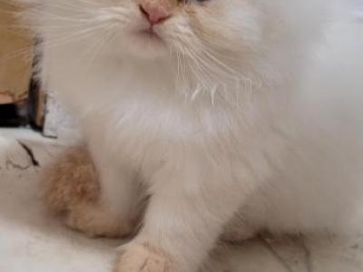 Paul - Himalayan - Gallery Photo #1