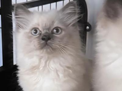 TICA Ragdolls - Ragdoll - Gallery Photo #1