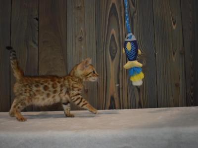 Sweet Females - Bengal - Gallery Photo #1