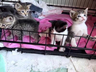 Sallys Kittens - Manx - Gallery Photo #1