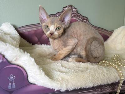 Pixie - Devon Rex - Gallery Photo #1