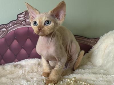 Lily - Devon Rex - Gallery Photo #1