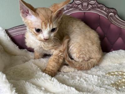 Ginger - Devon Rex - Gallery Photo #1