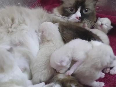 Ragdoll Purebred Daisy May's August 8 Litter - Ragdoll - Gallery Photo #1