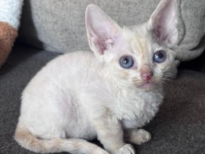 Mimi - Devon Rex - Gallery Photo #1