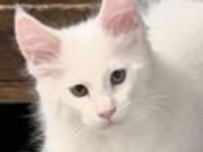 Pinky - Maine Coon - Gallery Photo #1
