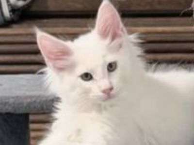 Troy - Maine Coon - Gallery Photo #1