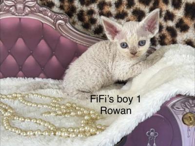Rowan - Devon Rex - Gallery Photo #1