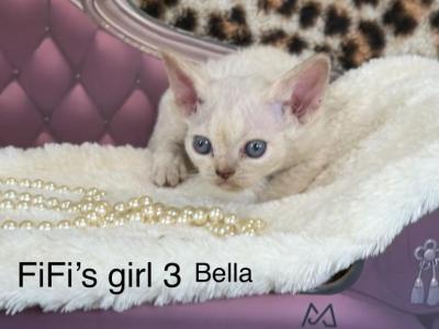 Bella - Devon Rex - Gallery Photo #1