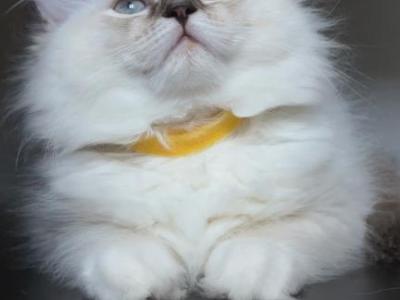 Millie - Ragdoll - Gallery Photo #1