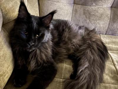 Bear - Maine Coon - Gallery Photo #1