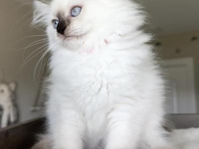Scarlett - Ragdoll - Gallery Photo #1