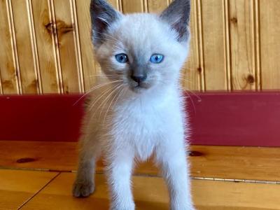 Crème Brûlée - Domestic - Gallery Photo #1