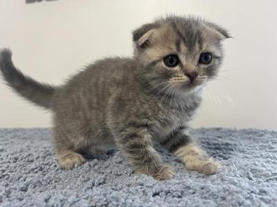 Sebastian - Scottish Fold - Gallery Photo #1