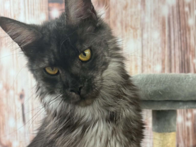 Rada - Maine Coon - Gallery Photo #1