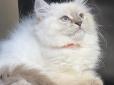 Stella - Ragdoll - Gallery Photo #1
