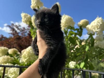 Shadow - Domestic - Gallery Photo #1