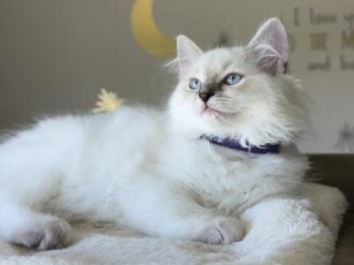 Tessa - Ragdoll - Gallery Photo #1
